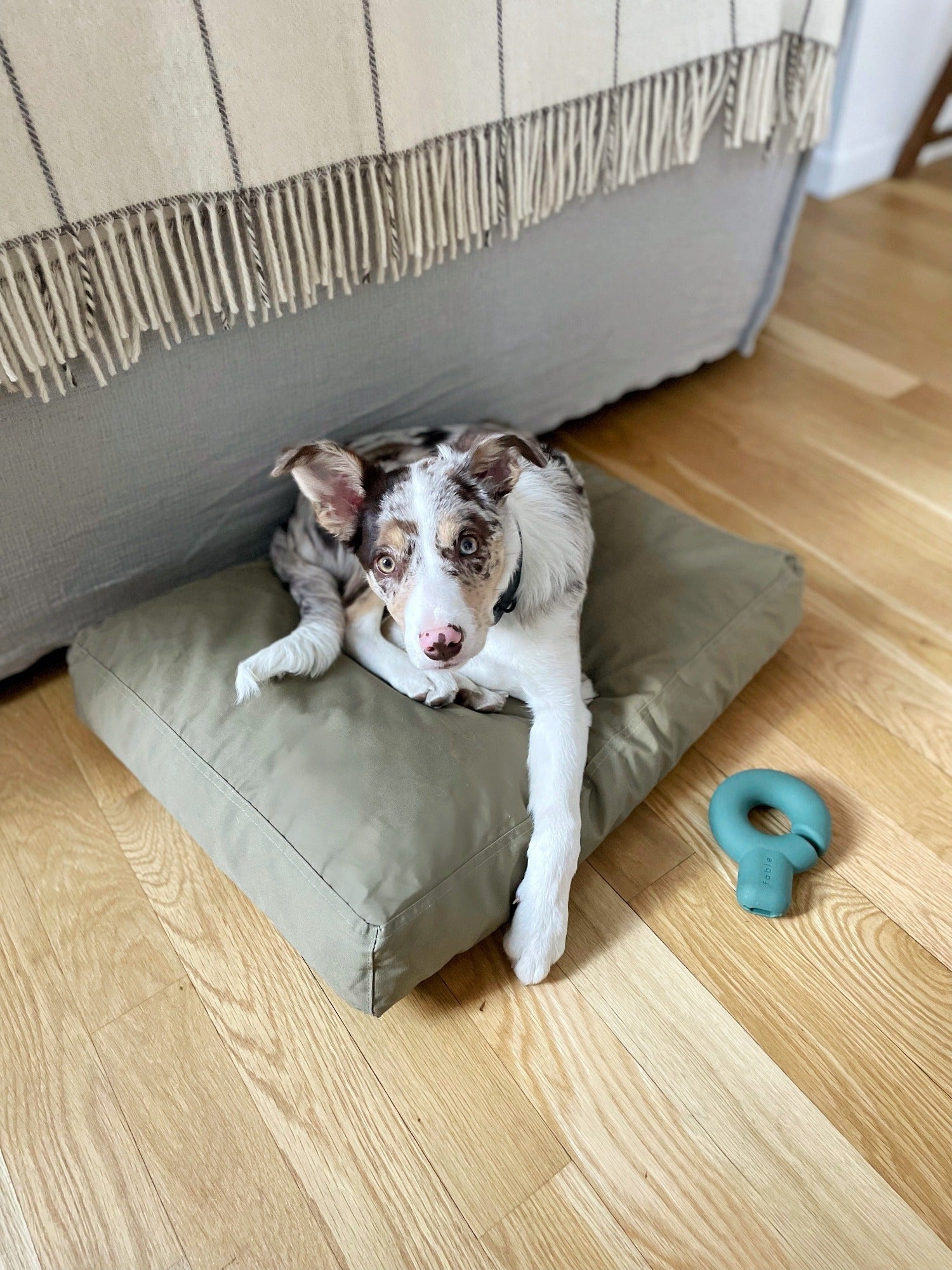 Green | XS/S | 19-lb dog | Sizer