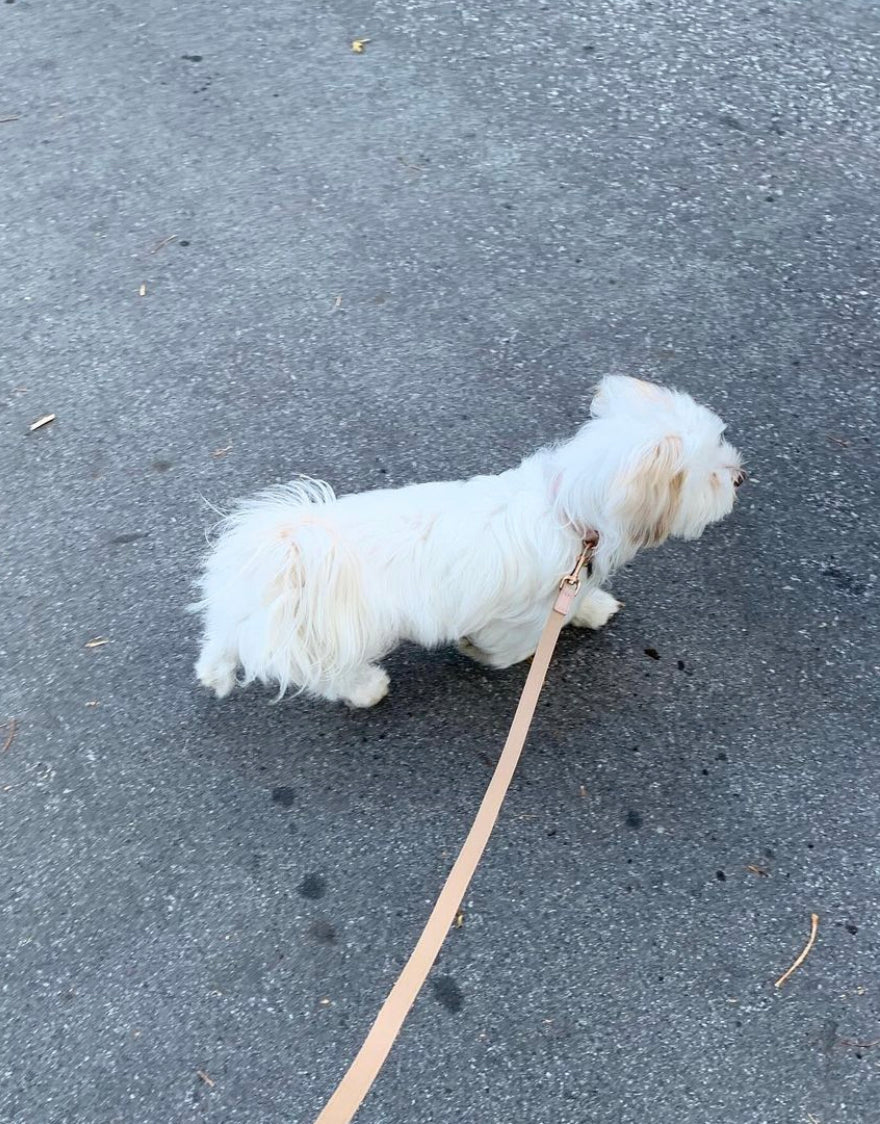 Blush | XS/S | 8-lb dog | Sizer