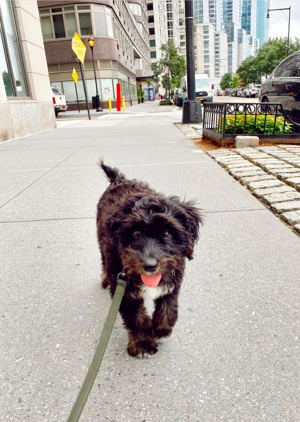 Dark Green | XS/S | 14-lb dog | Sizer