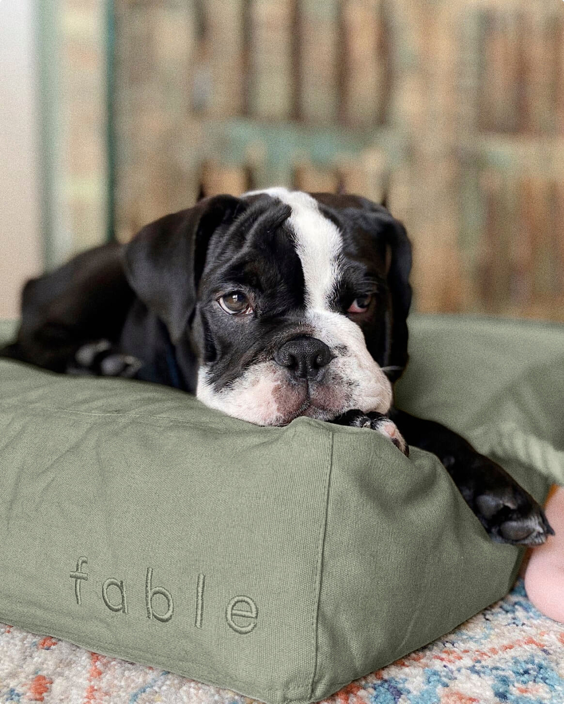 Green | M | 18-lb dog | Sizer
