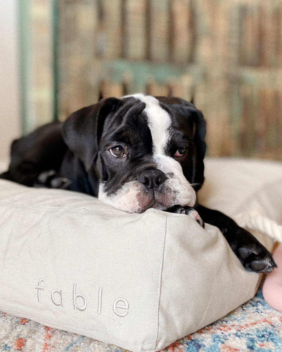 Tofu | M | 18-lb dog | Sizer