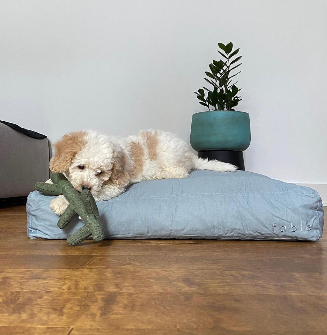 Silver Blue | XS/S | 7-lb dog | Sizer