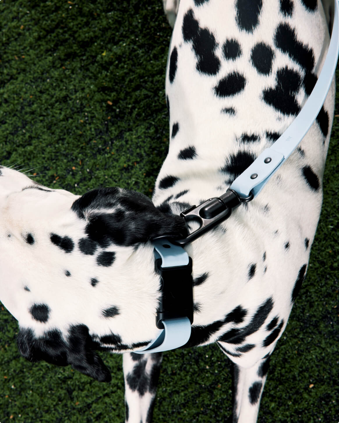Light Blue | M | 25-lb dog | Sizer