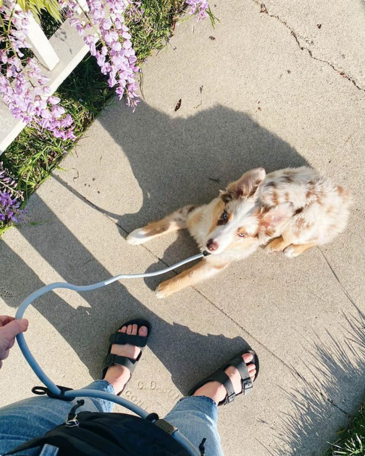 Light Blue | XS/S | 16-lb dog | Sizer