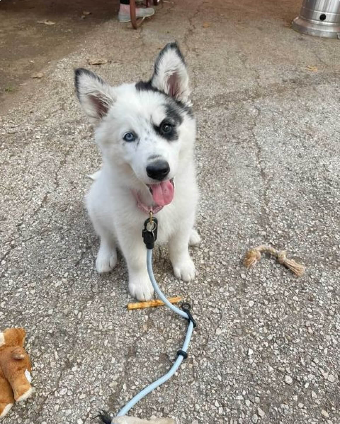 Light Blue | XS/S | 18-lb dog | Sizer