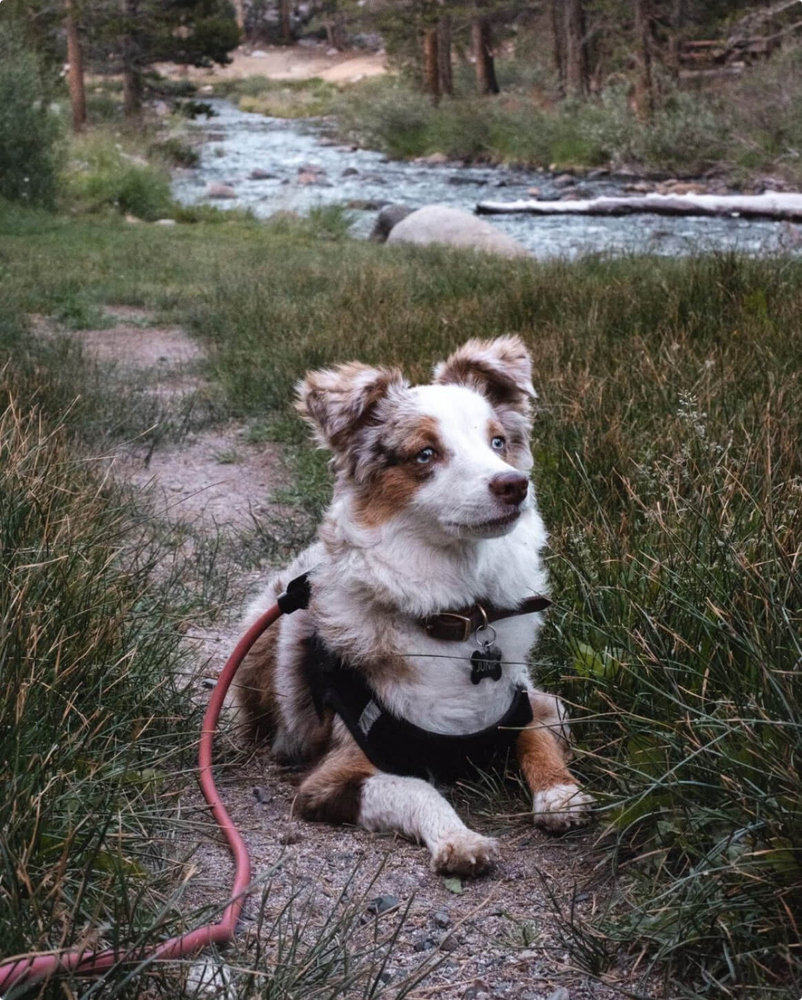 Red | XS/S | 17-lb dog | Sizer